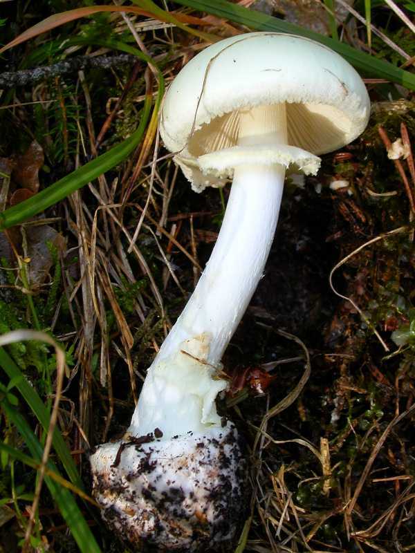 Amanita phalloides